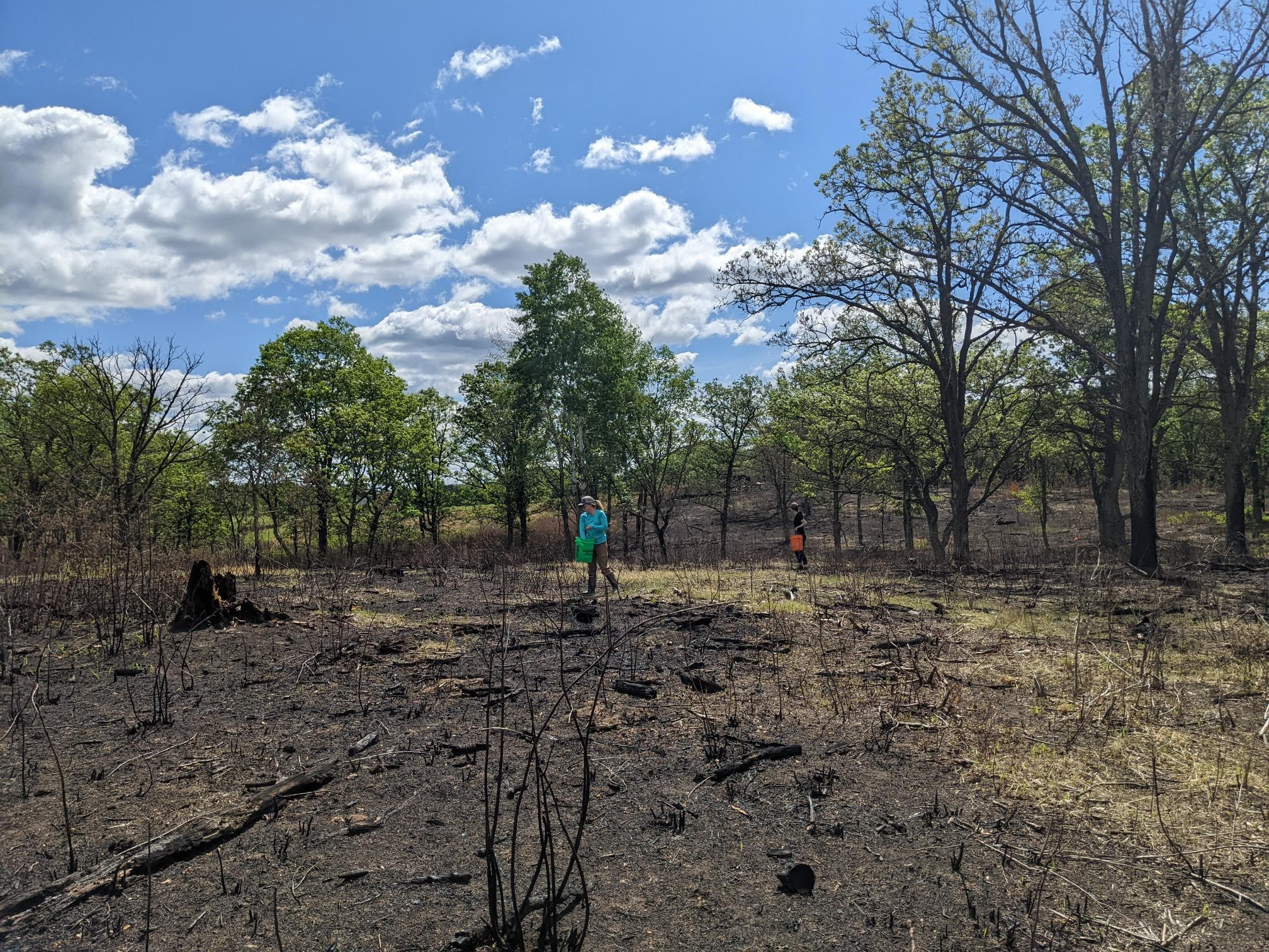 Seeding after prescribed burns at Burman WMA.